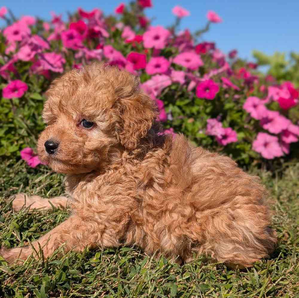 carousel pet images