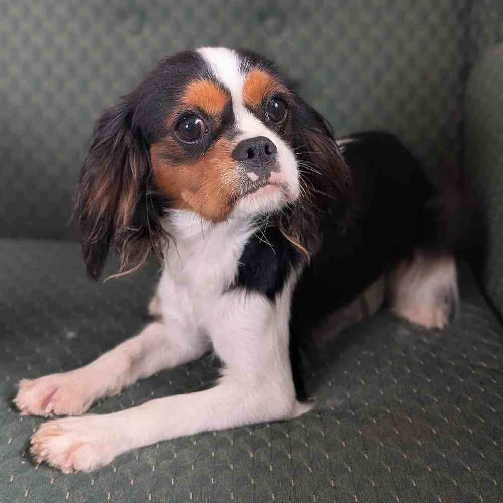 carousel pet images