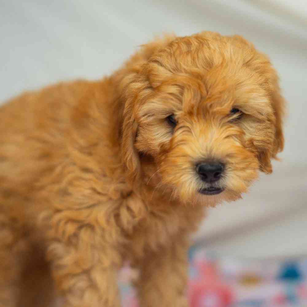 carousel pet images