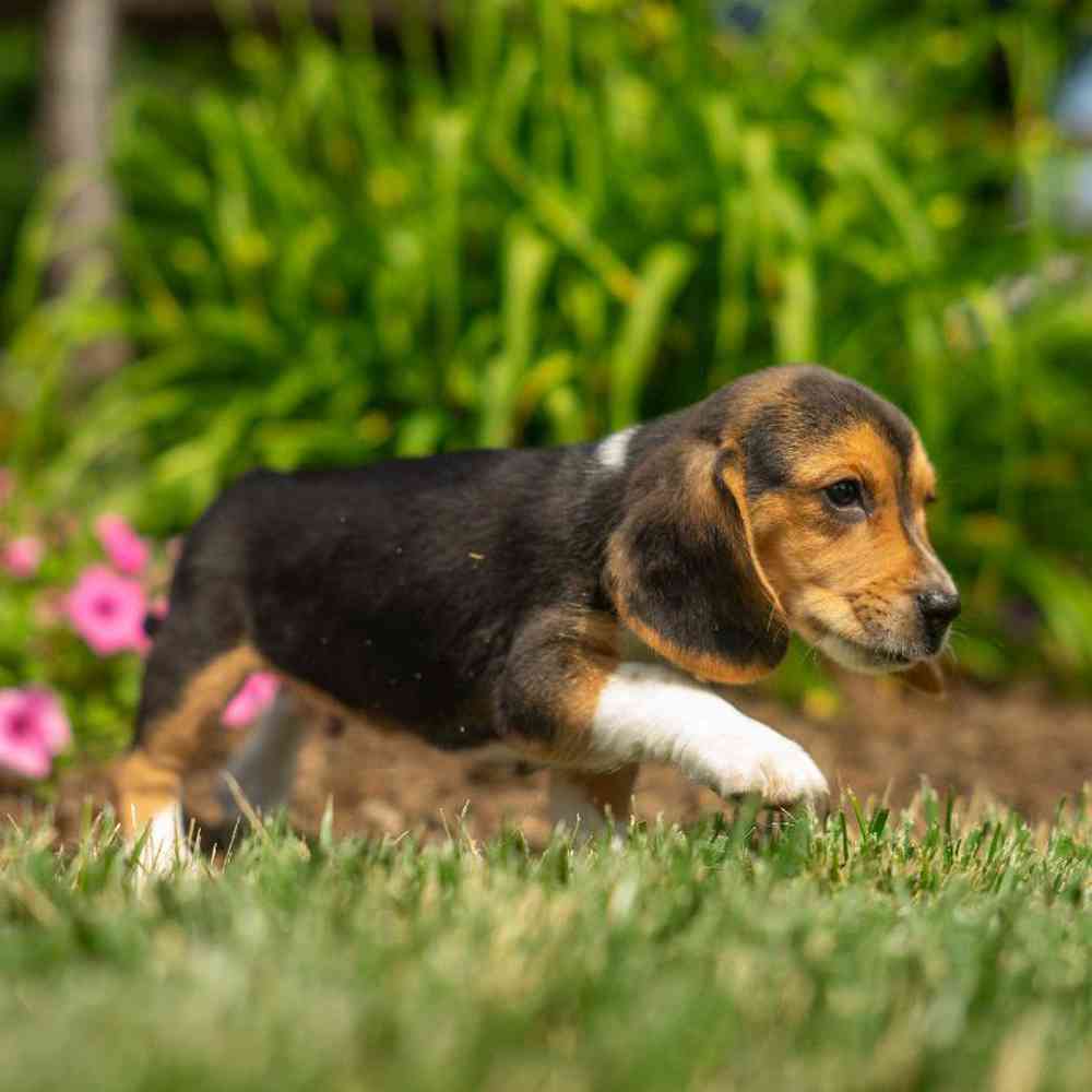 carousel pet images