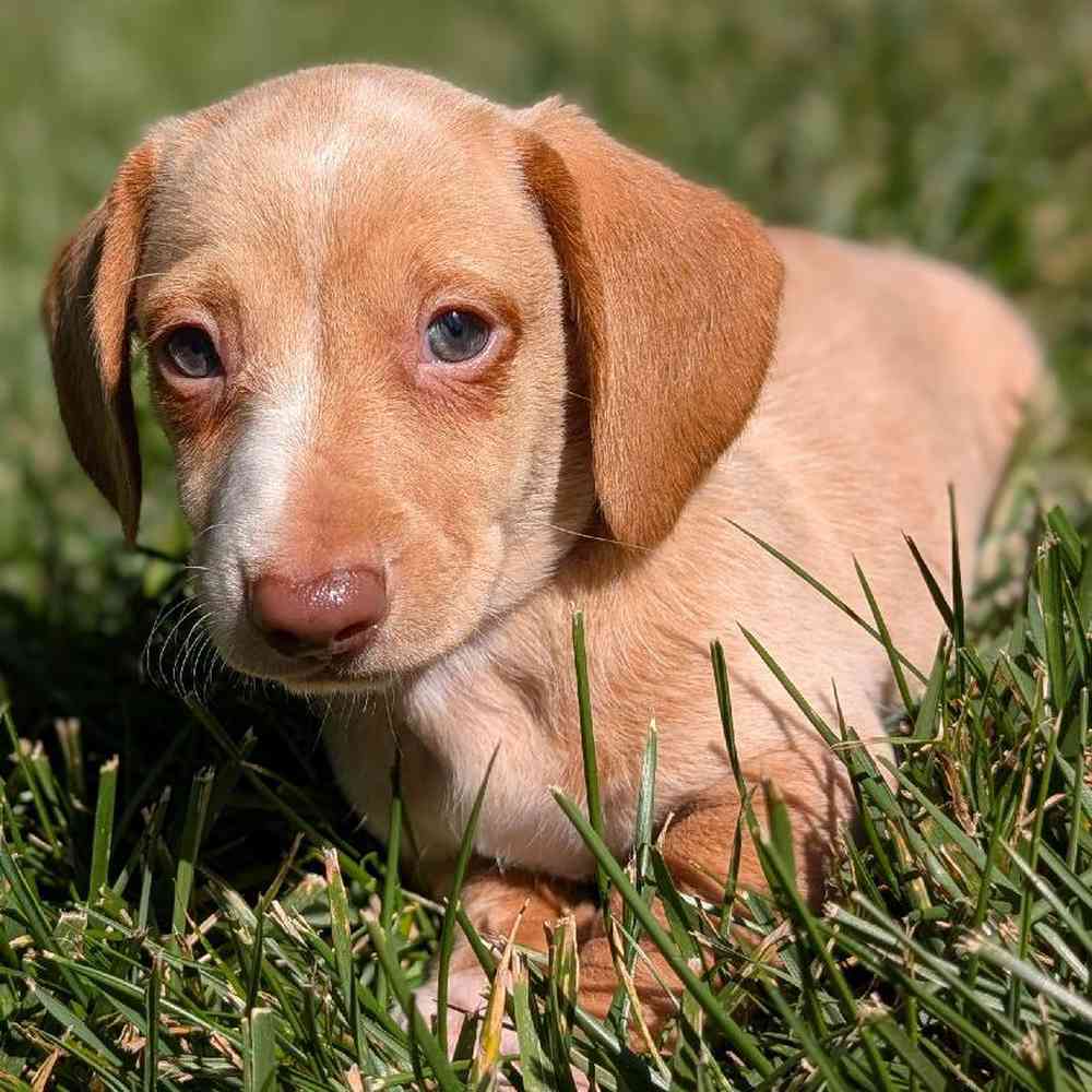 Male Mini Dachshund Puppy for Sale in Bloomington, IN