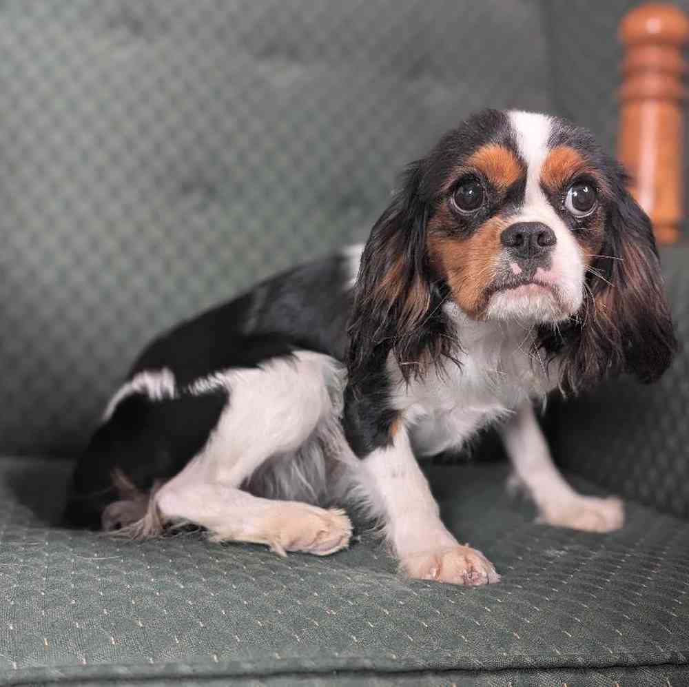 carousel pet images
