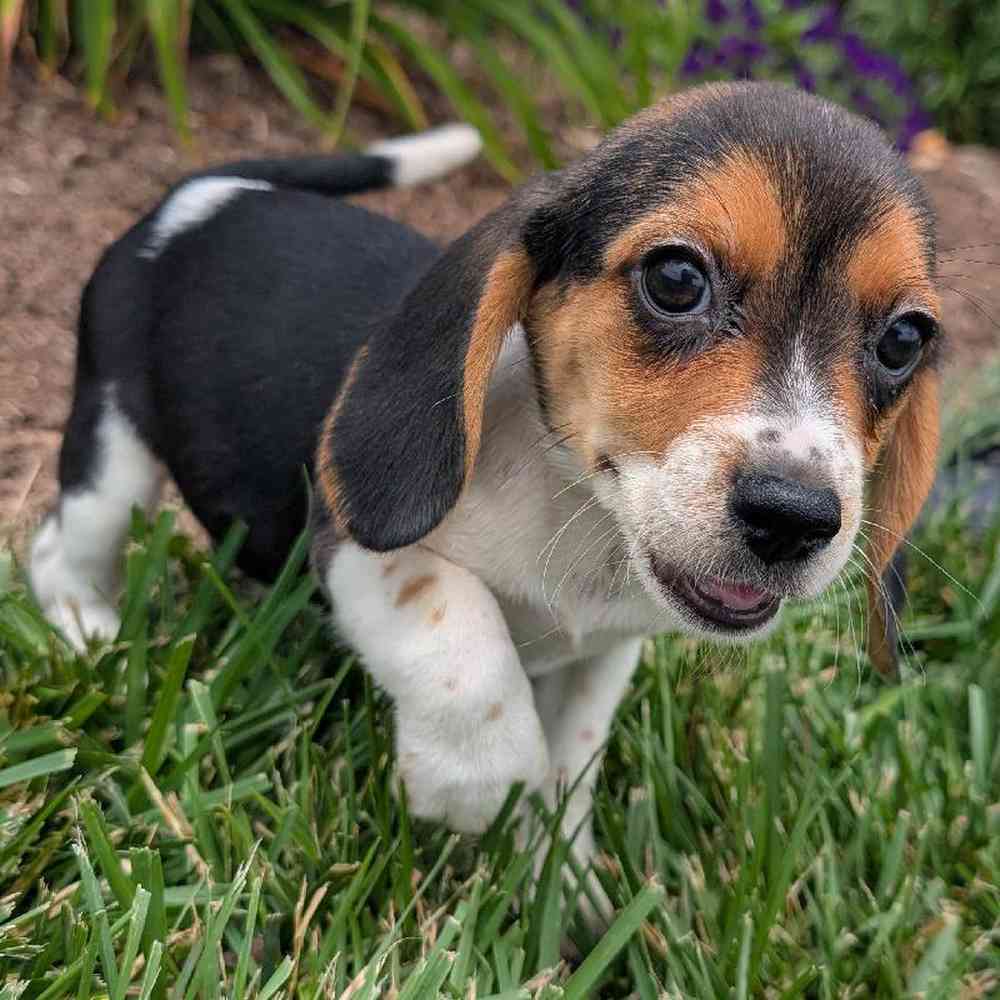 carousel pet images