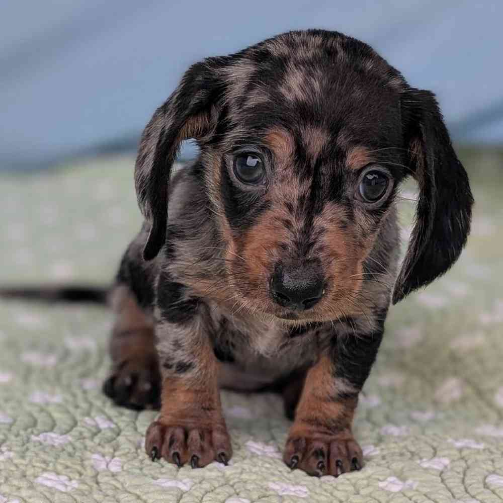 Female Mini Dachshund Puppy for Sale in Bloomington, IN