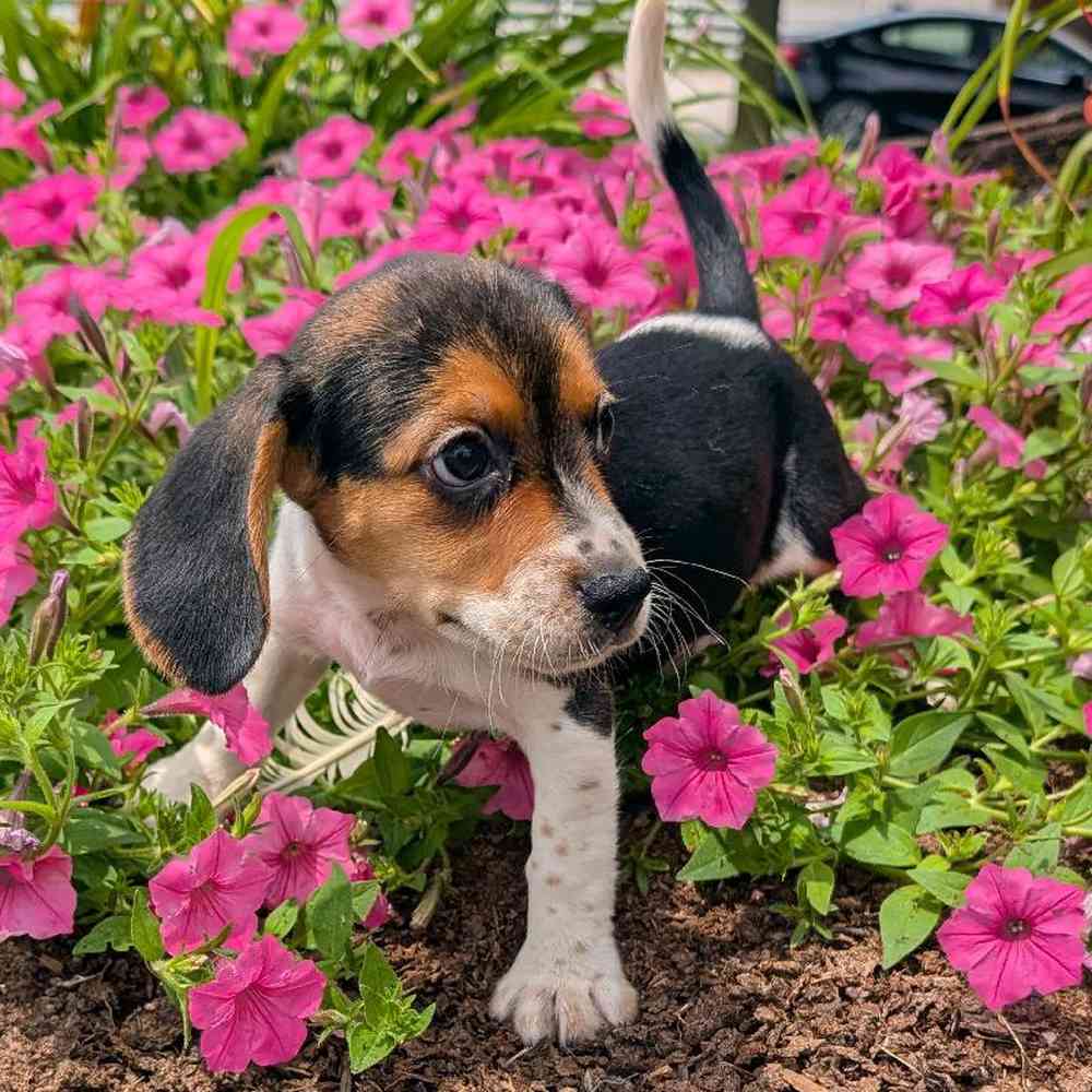 carousel pet images