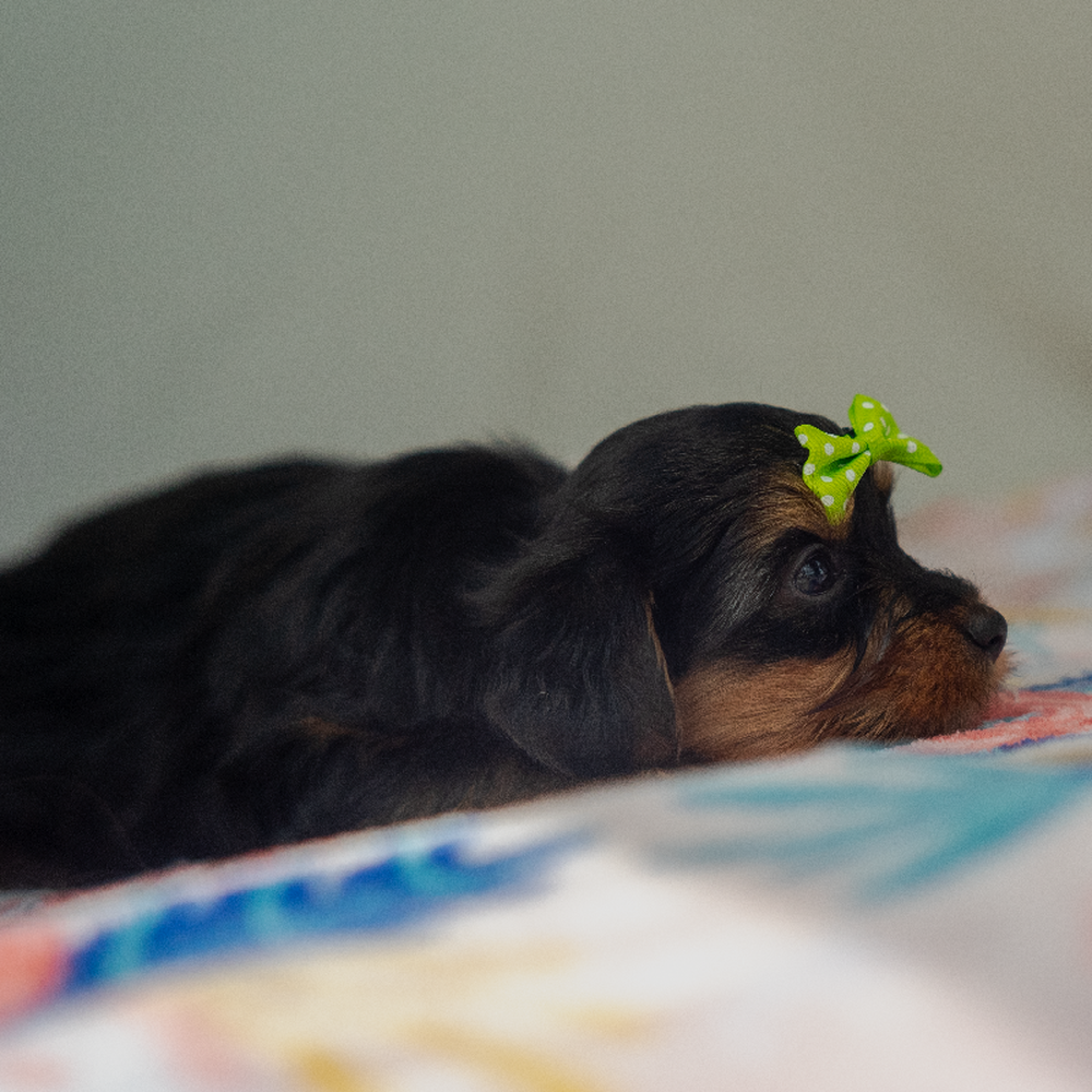 carousel pet images