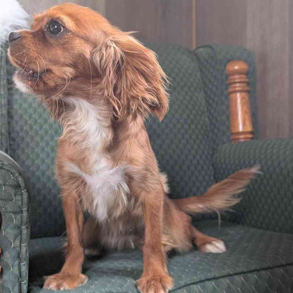 carousel pet images