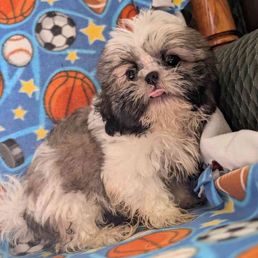 carousel pet images