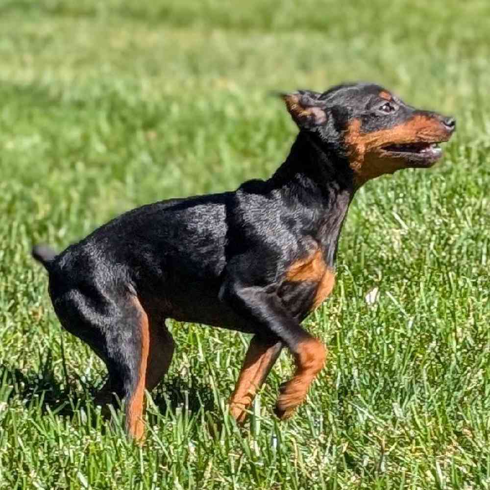 carousel pet images