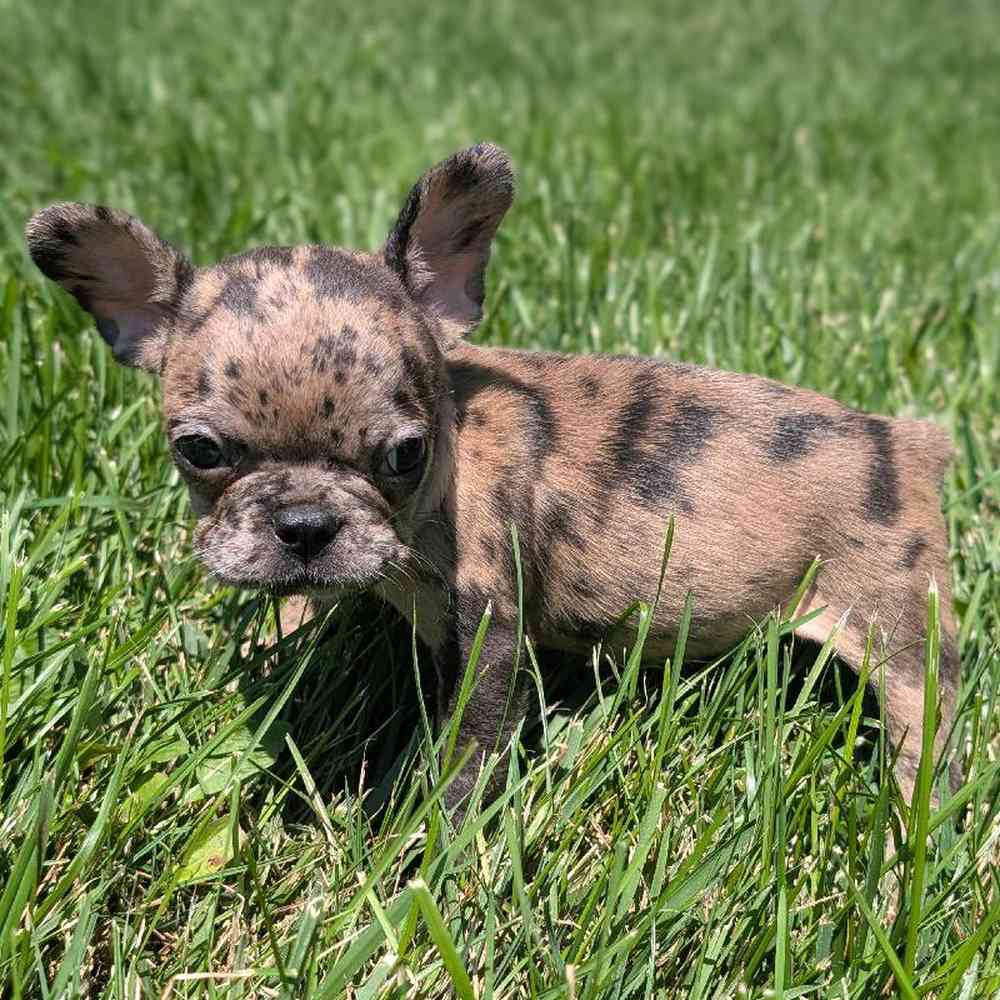 carousel pet images