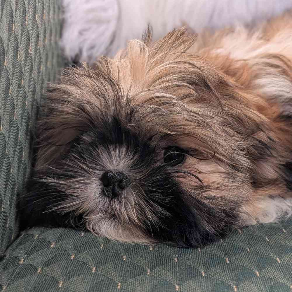 Male Shih Tzu Puppy for Sale in Bloomington, IN
