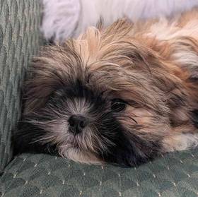 Shih Tzu