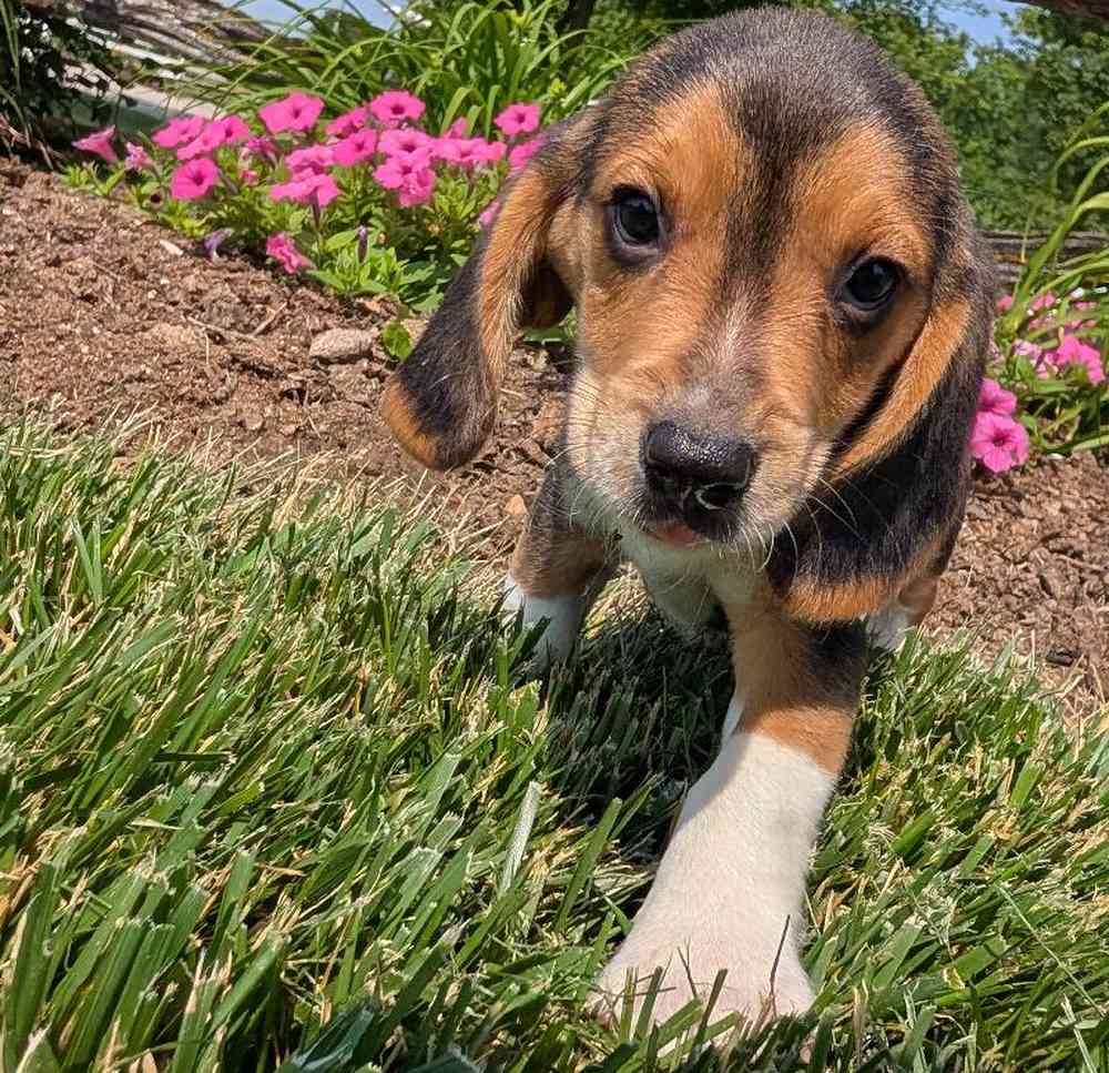 carousel pet images