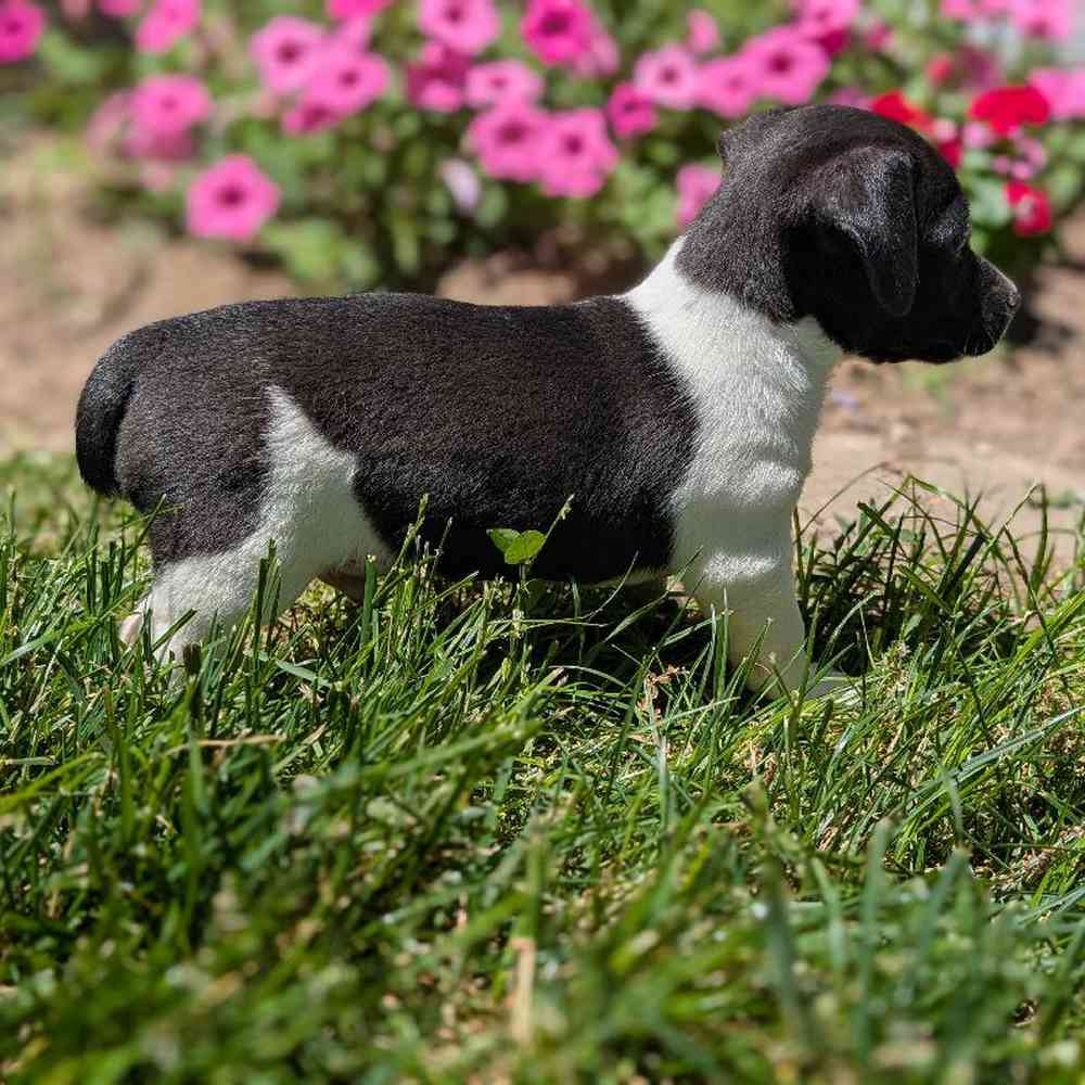 carousel pet images