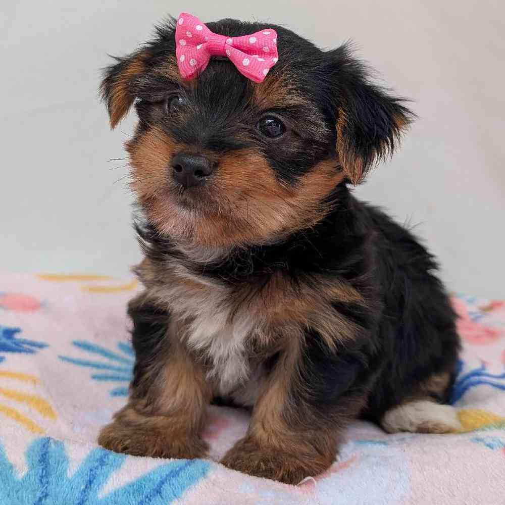 pet-img