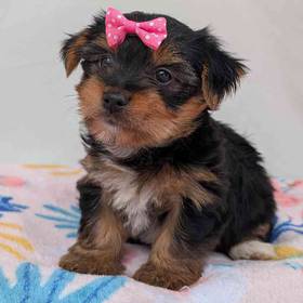 Yorkie