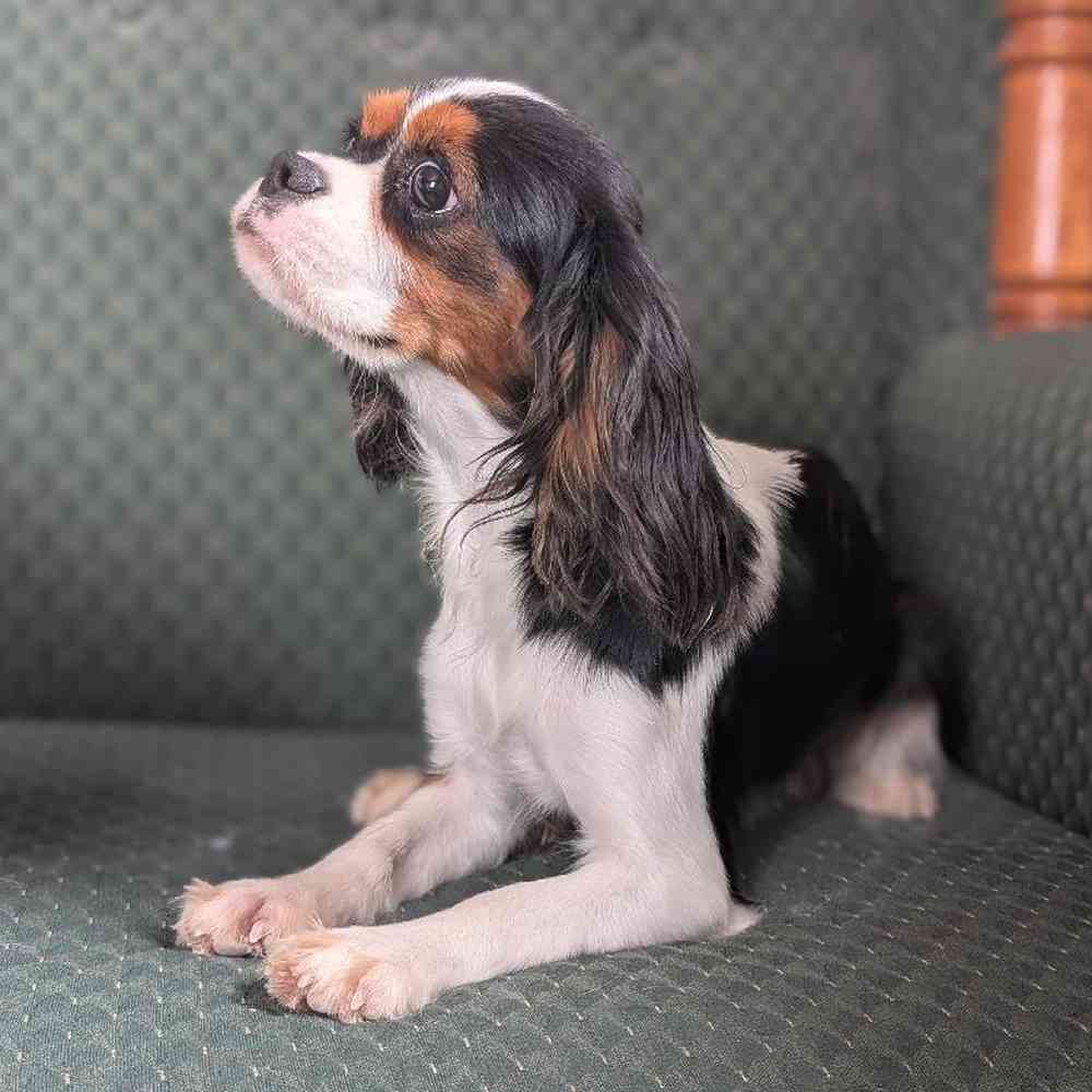 carousel pet images