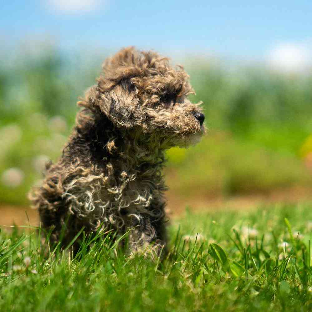 carousel pet images