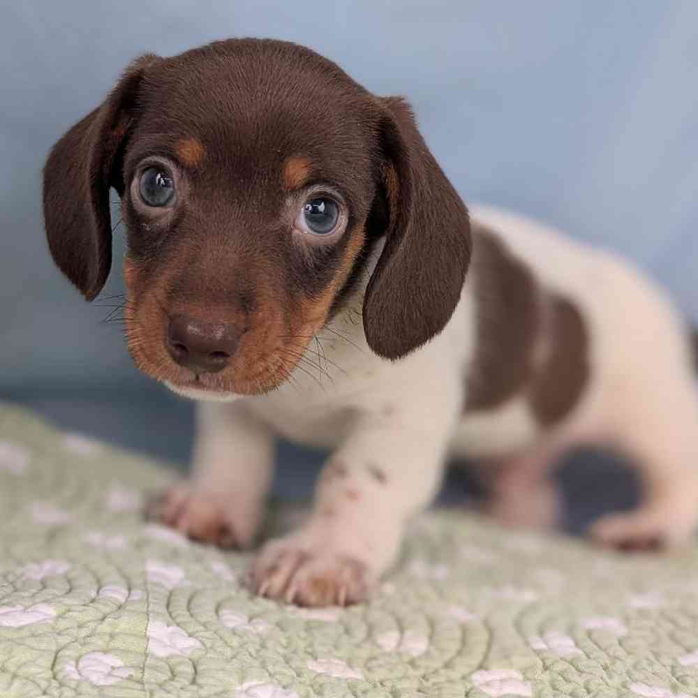 Male Mini Dachshund Puppy for Sale in Bloomington, IN