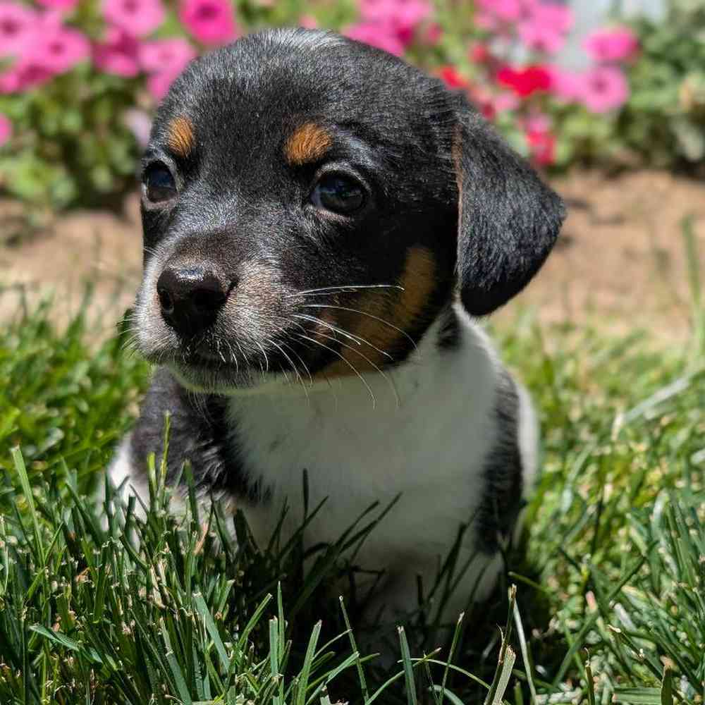 carousel pet images