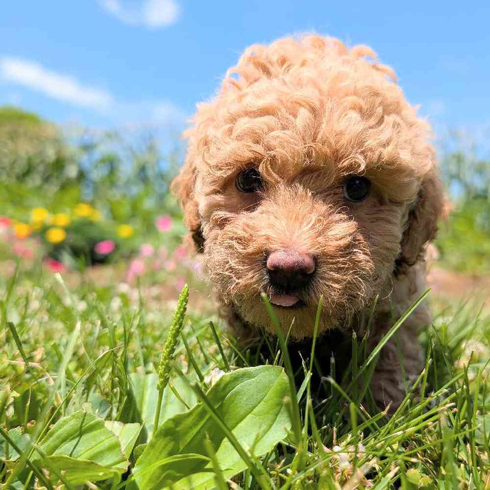 carousel pet images