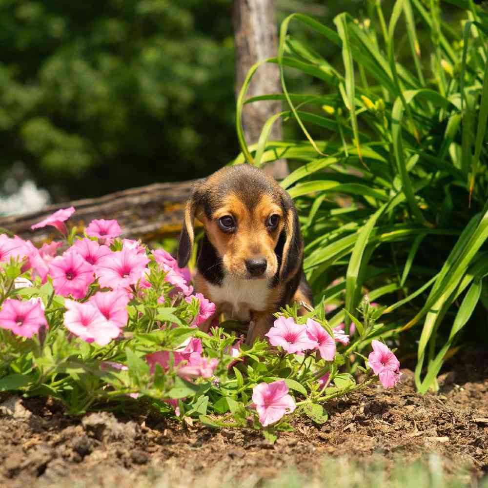carousel pet images