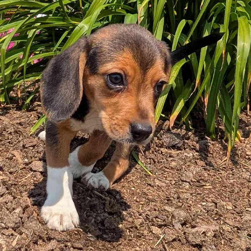 carousel pet images