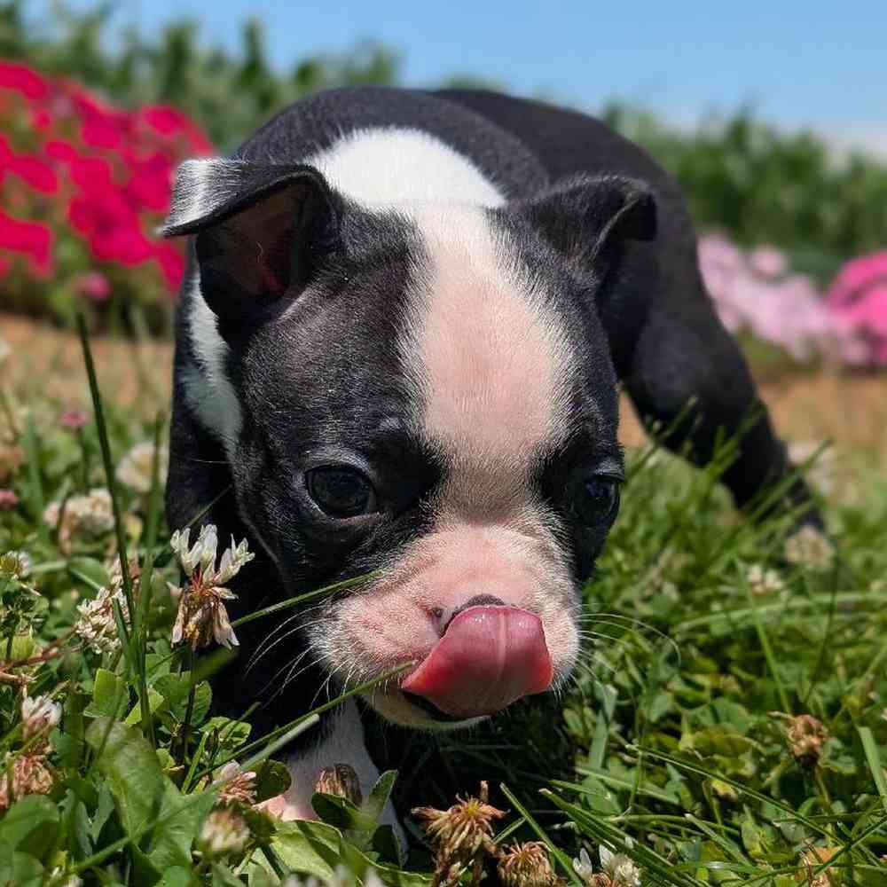 carousel pet images