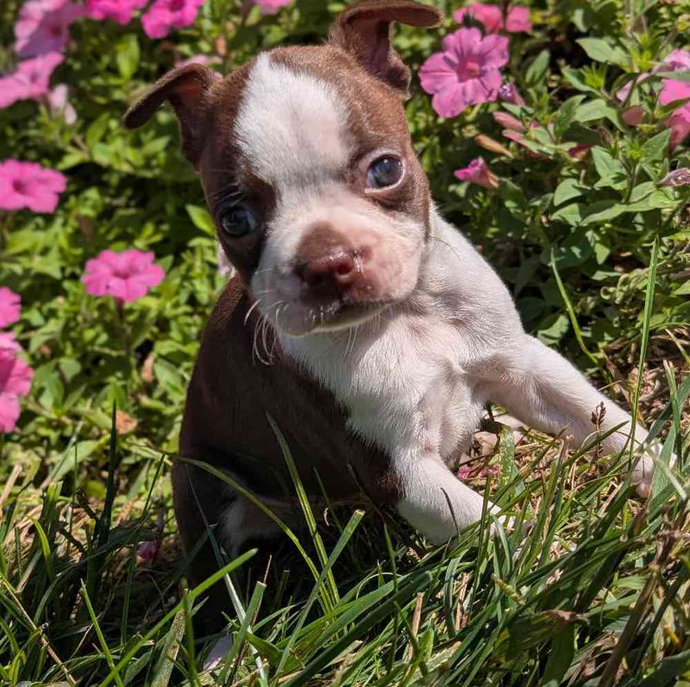 carousel pet images