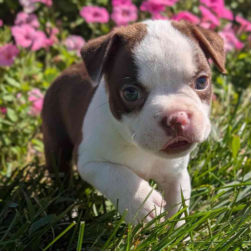 Male Boston Terrier Puppy for Sale in Bloomington, IN