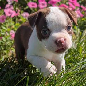 Boston Terrier