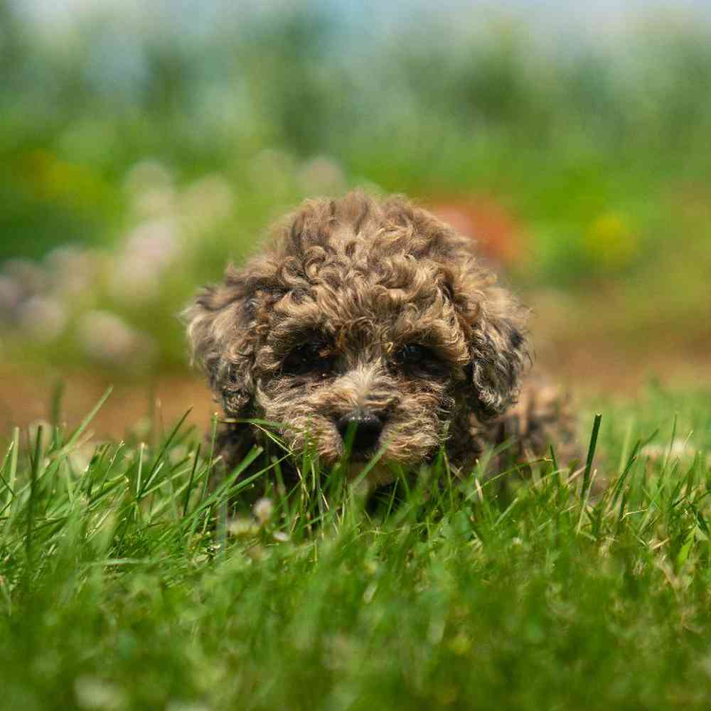 carousel pet images