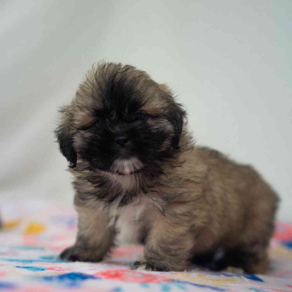 Image of a pet breed in the gallery