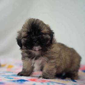 Shih Apso