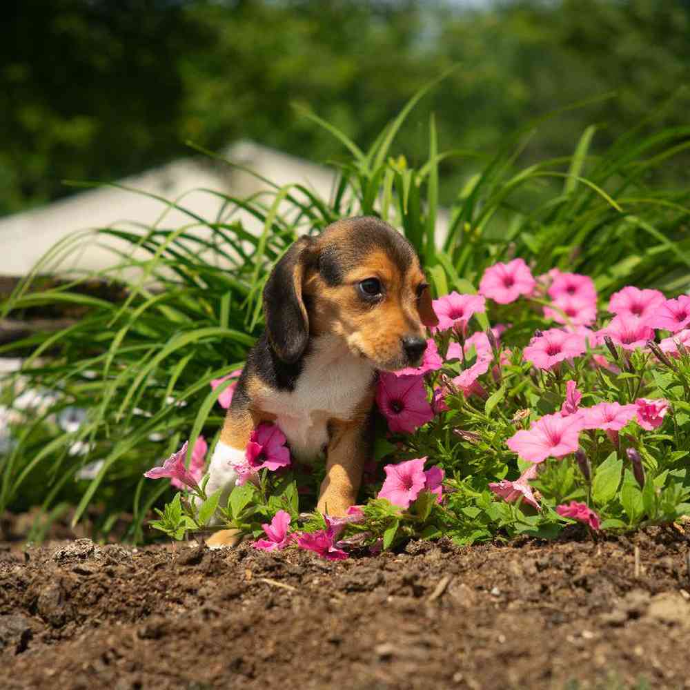carousel pet images