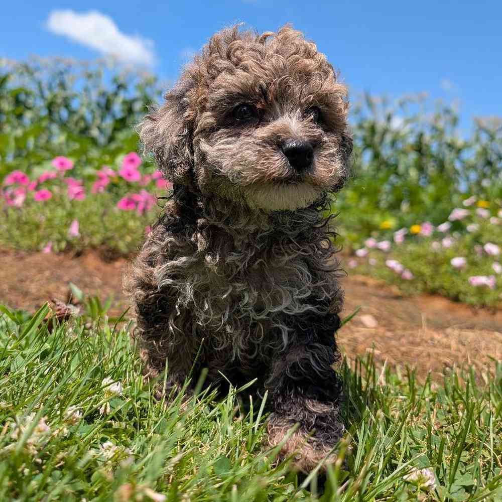carousel pet images
