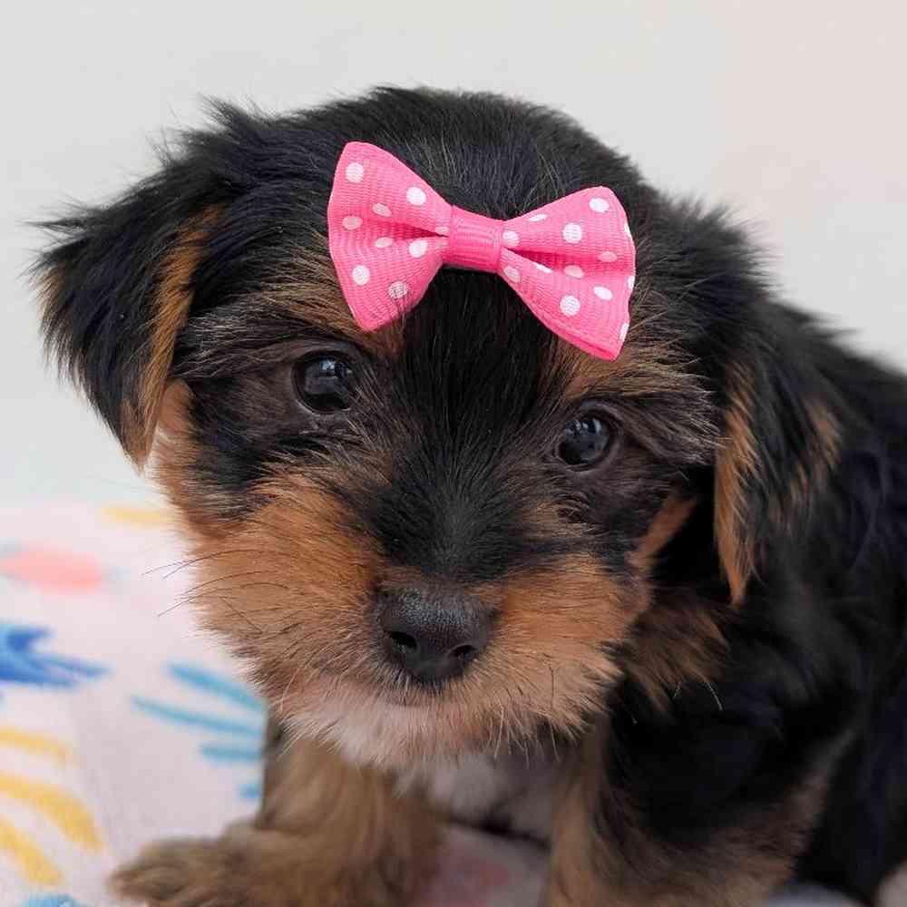 carousel pet images