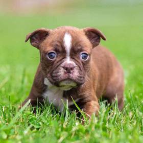 Boston Terrier
