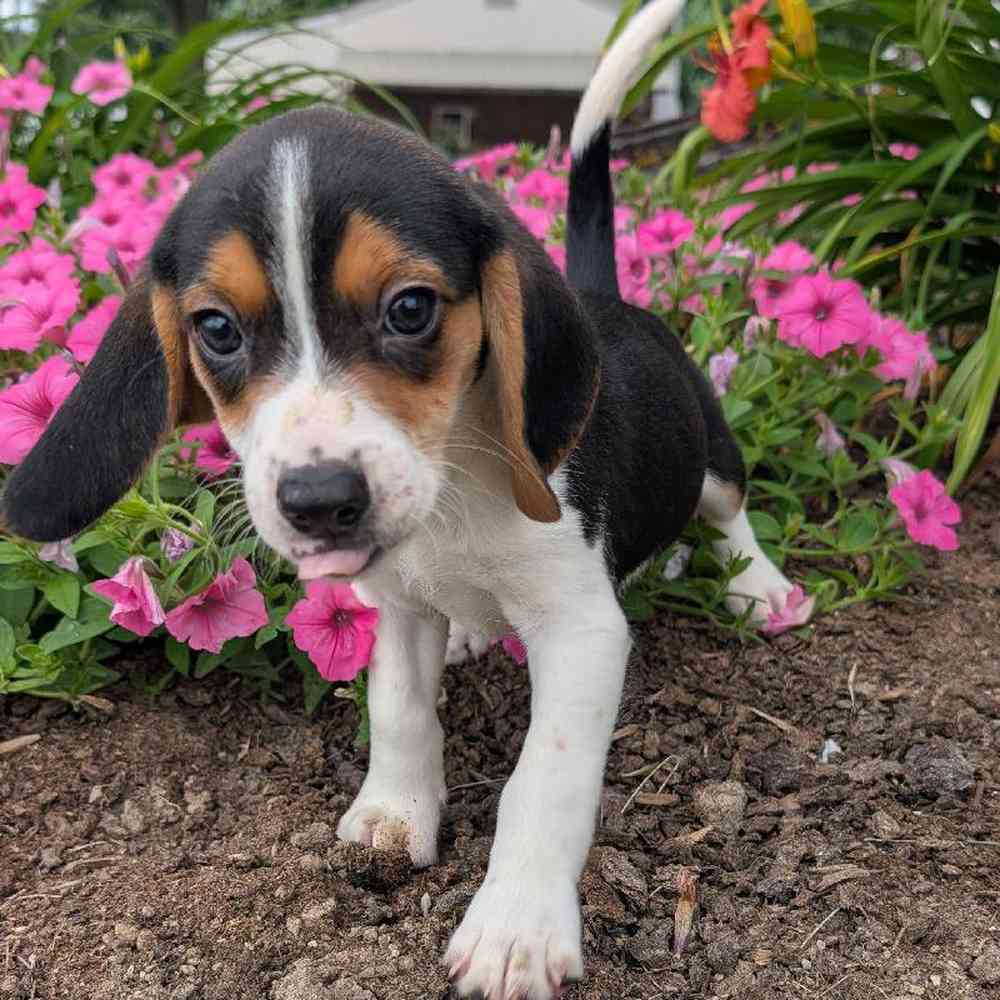 carousel pet images