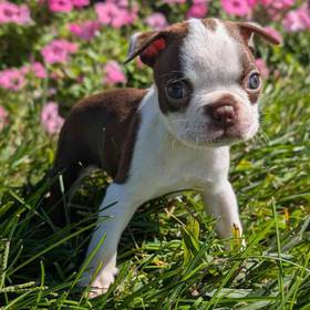 Boston Terrier