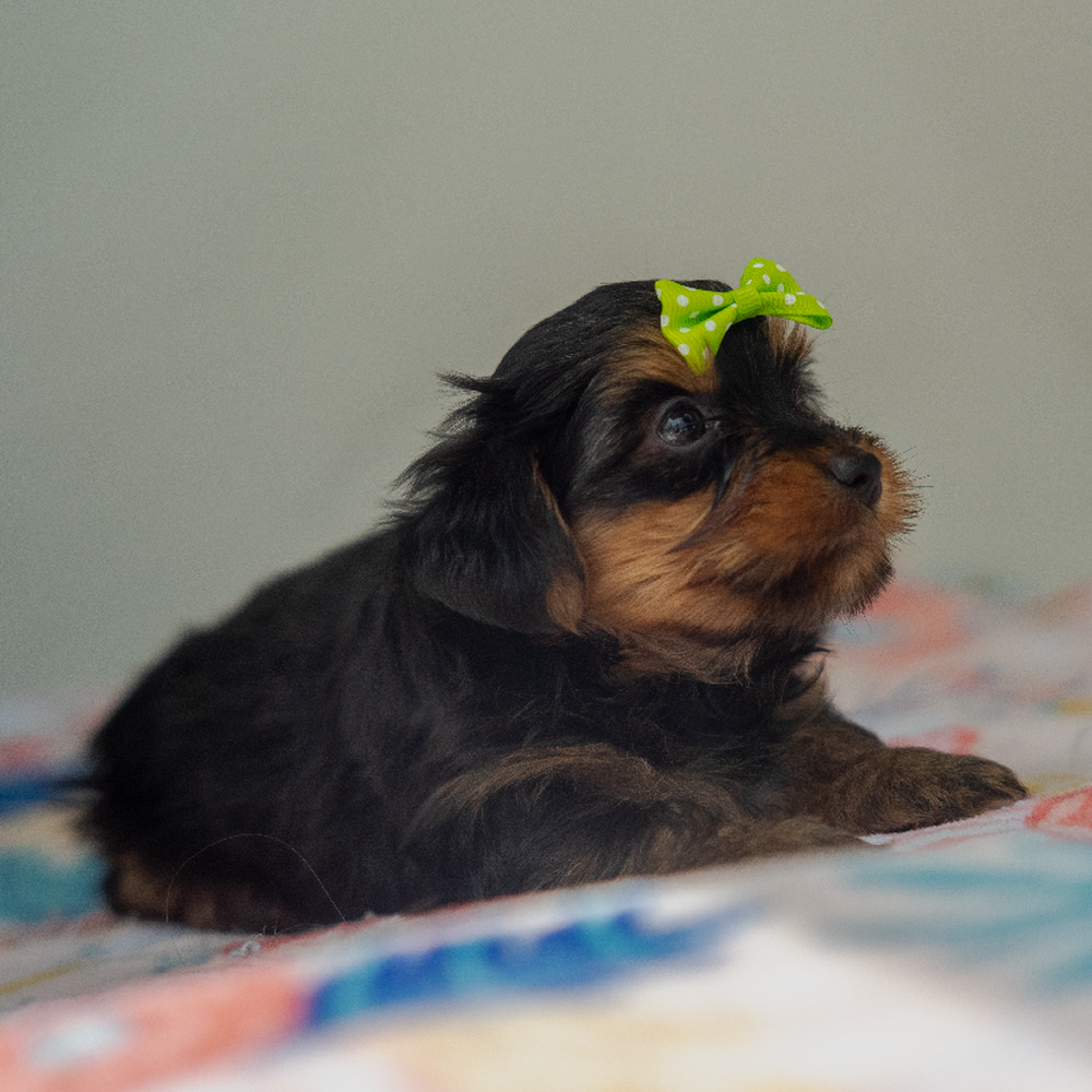 carousel pet images