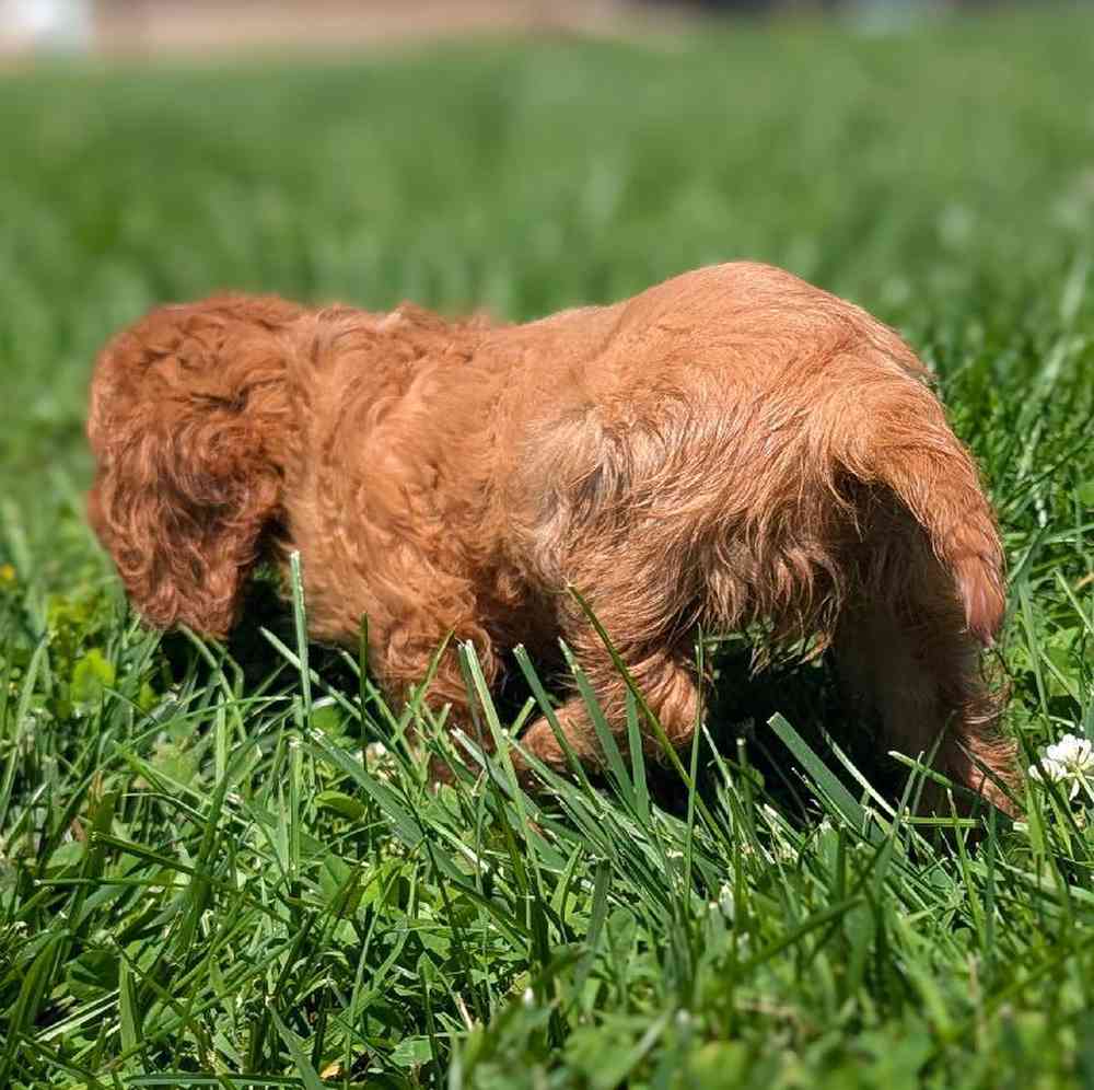 carousel pet images