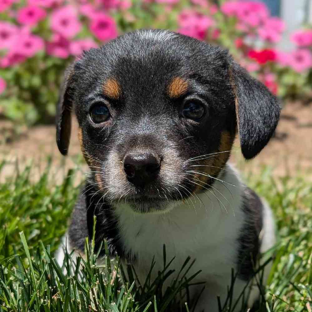 Male Jack Russell Terrier Puppy for Sale in Bloomington, IN