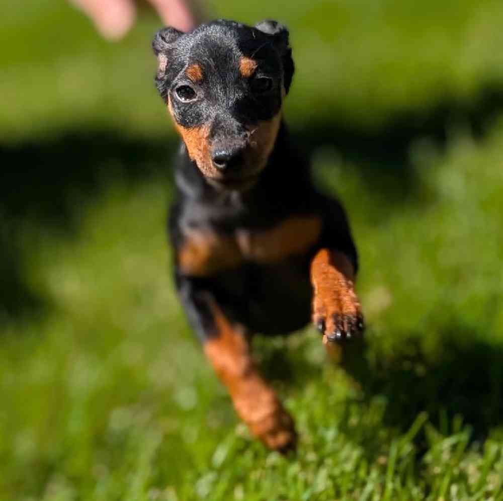 carousel pet images