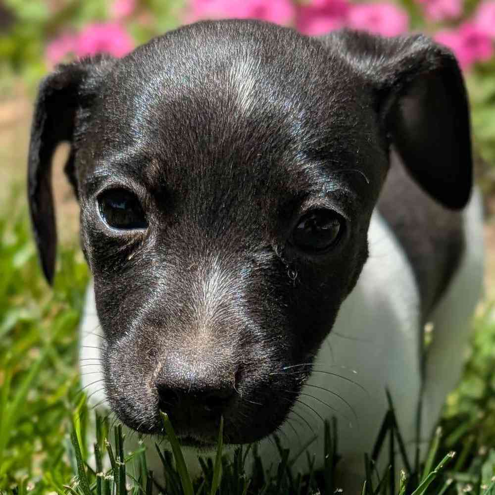 carousel pet images