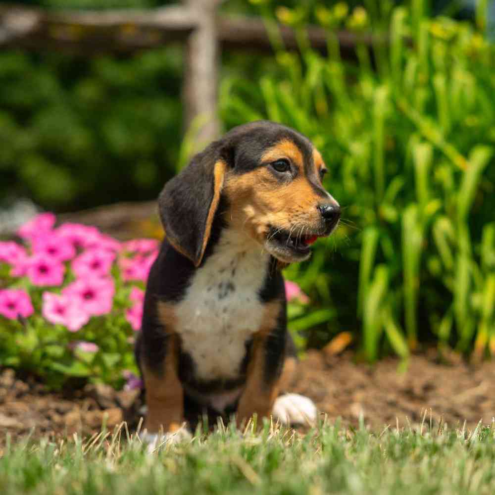 carousel pet images