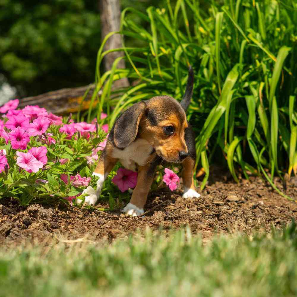carousel pet images