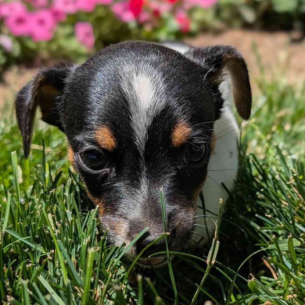 carousel pet images