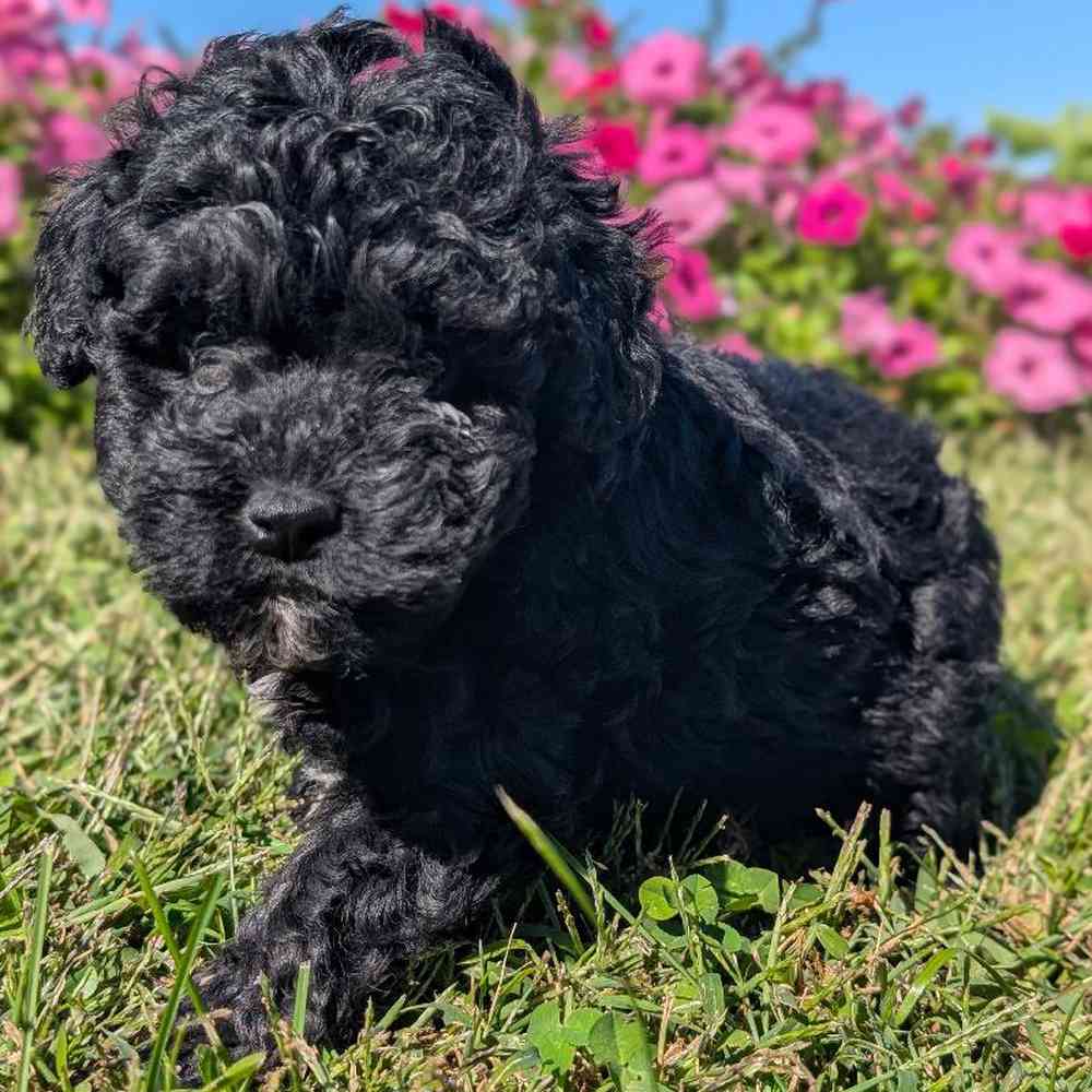 carousel pet images