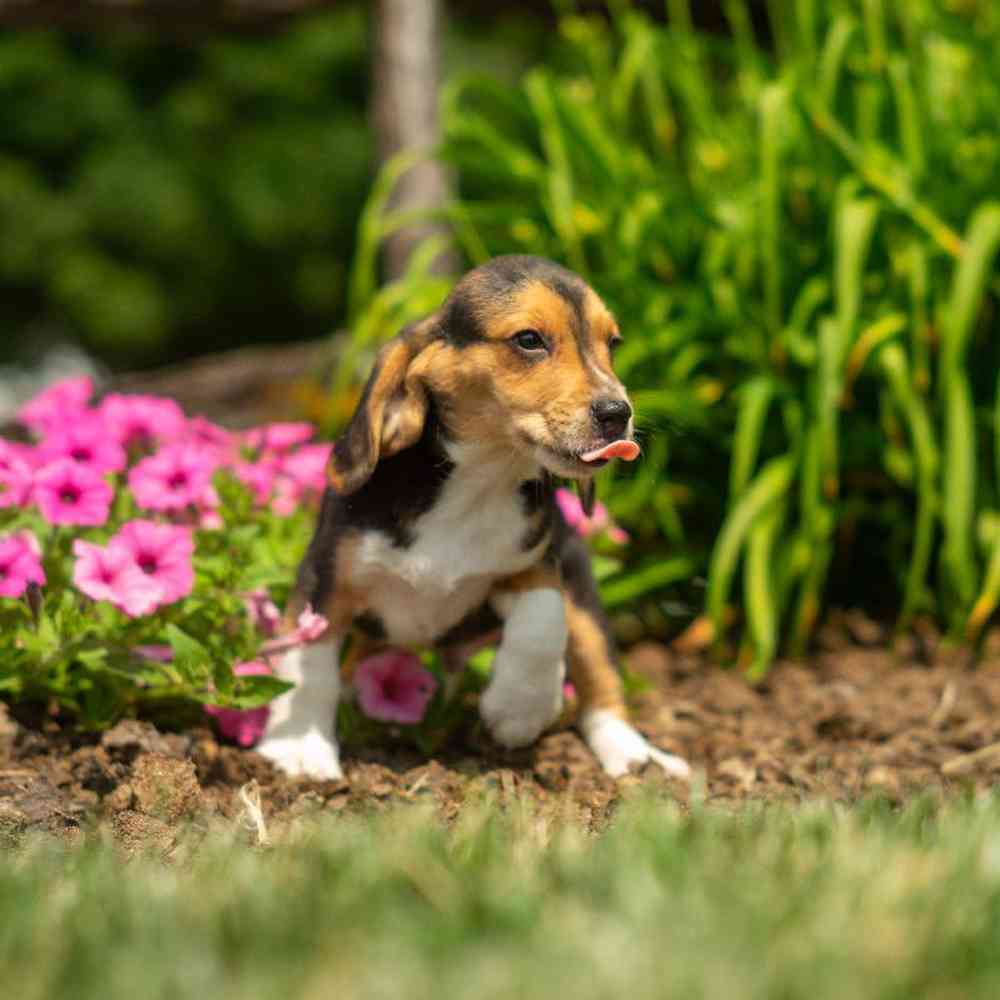 carousel pet images